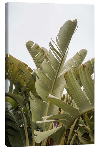 Tableau sur toile Banana leaves