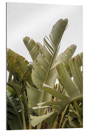 Gallery print Banana leaves