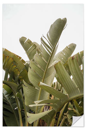 Muursticker Banana leaves