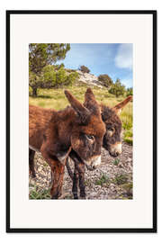 Gerahmter Kunstdruck Esel in der Serra de Tramuntana, Mallorca