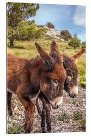 Gallery print Esel in der Serra de Tramuntana, Mallorca