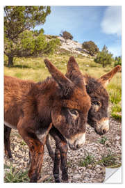 Självhäftande poster Esel in der Serra de Tramuntana, Mallorca