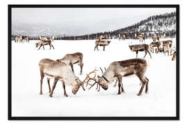 Gerahmter Kunstdruck Spielende Rentiere in Norwegen