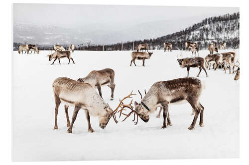 PVC-taulu Playing Reindeers In Norway