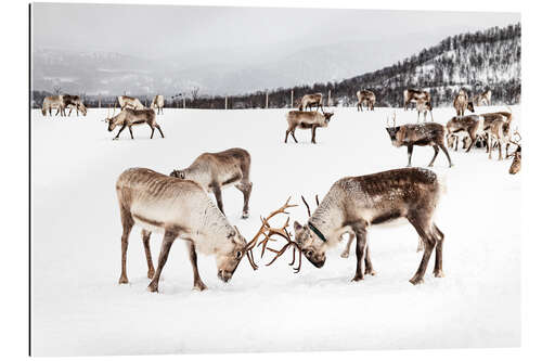 Gallery print Playing Reindeers In Norway