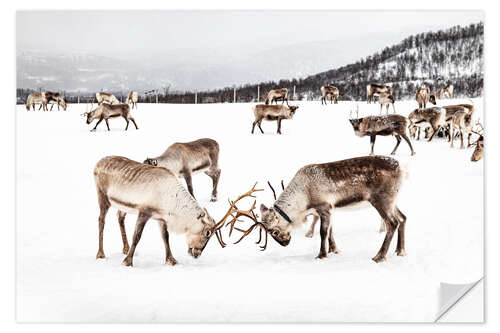 Wall sticker Playing Reindeers In Norway