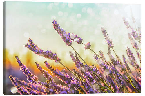 Canvas print Sparkling Lavender