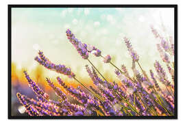 Gerahmter Kunstdruck Funkelnder Lavendel