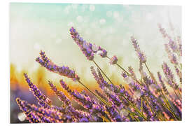 Foam board print Sparkling Lavender