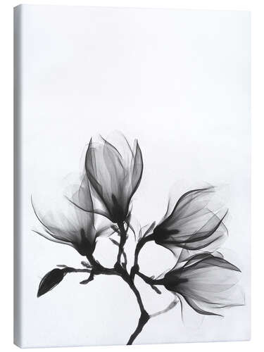 Canvas print X-ray image of a magnolia