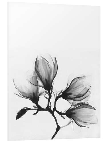 Foam board print X-ray image of a magnolia