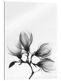 Gallery print X-ray image of a magnolia