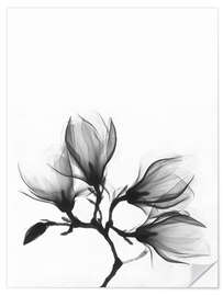 Sticker mural X-ray image of a magnolia