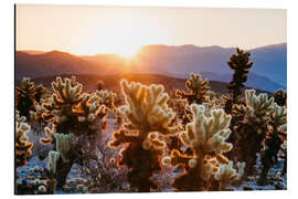 Aluminium print Cactus, California