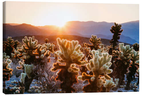 Lienzo Cactus, California