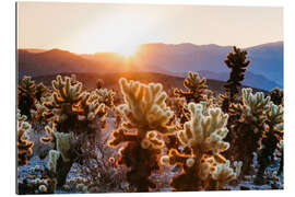 Gallery print Cactus, California