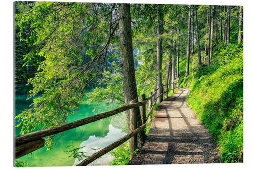 Gallery print Path in the wood