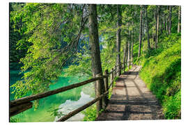 Magnettafel Pfad im Wald