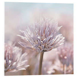 Acrylglasbild Allium-Blüte, rosa