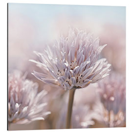 Quadro em alumínio Flor de Allium, rosa