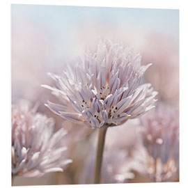 Foam board print Allium flower, rose