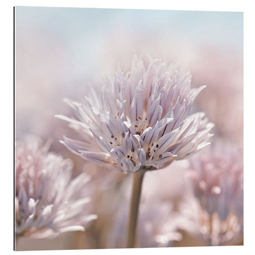 Gallery print Allium flower, pink