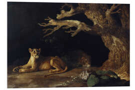 Foam board print Lioness and cave