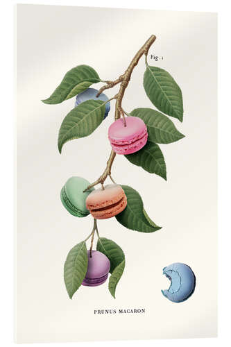 Acrylic print Macaron Plant