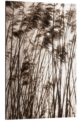 Alumiinitaulu Pampas grasses in sunset