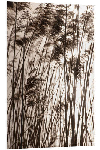 PVC print Pampas grasses in sunset