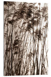 Gallery print Pampas grasses in sunset