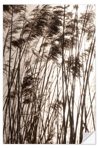 Sisustustarra Pampas grasses in sunset