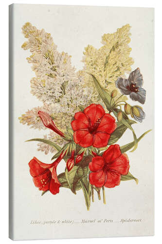 Quadro em tela Antique Floral Bouquet V