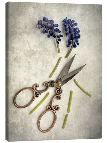 Stampa su tela Still life with cut flowers and scissors