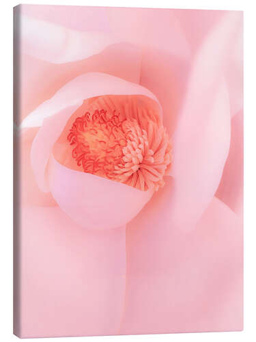 Canvas print Pink magnolia