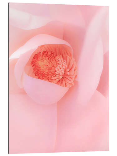 Gallery print Pink magnolia