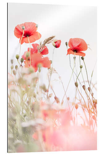 Gallery print Blooming Poppies