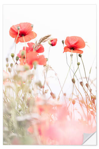 Selvklebende plakat Blooming Poppies