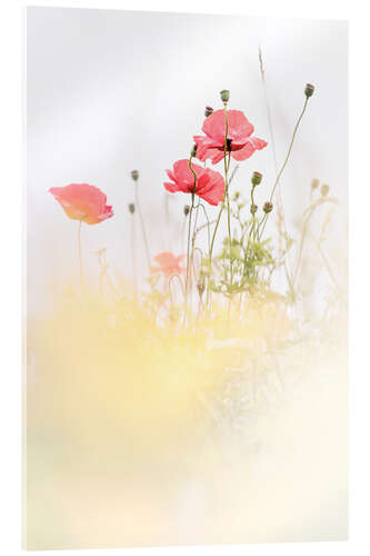 Acrylglasbild Mohnblumen im Feld