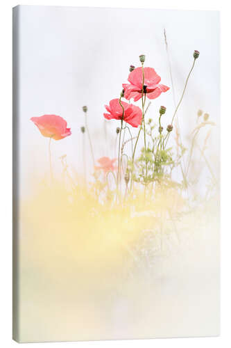 Stampa su tela Poppies in the field