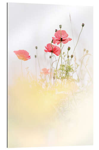 Gallery print Poppies in the field