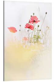 Magnettafel Mohnblumen im Feld