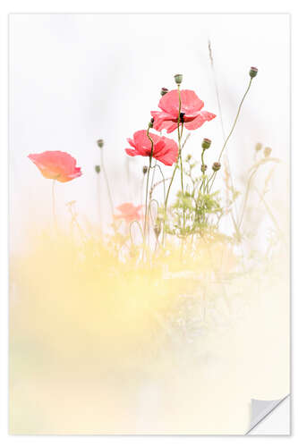 Selvklebende plakat Poppies in the field