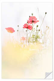 Selvklebende plakat Poppies in the field