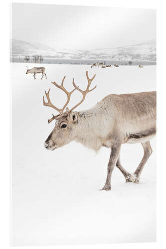 Akrylbilde Reindeer in Tromso, Norway