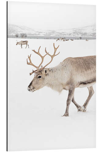 Aluminium print Reindeer in Tromso, Norway