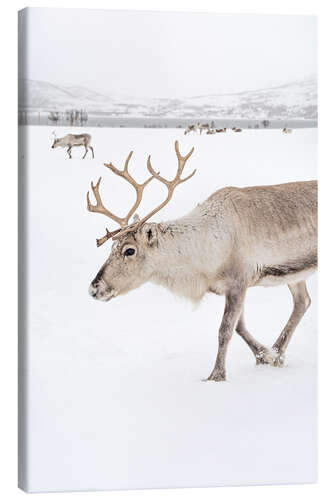 Canvas print Reindeer in Tromso, Norway