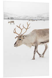 Foam board print Reindeer in Tromso, Norway