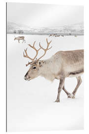 Gallery print Reindeer in Tromso, Norway