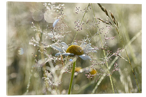 Acrylic print Early morning in the meadow